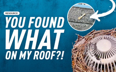 There’s a What on my Roof?!