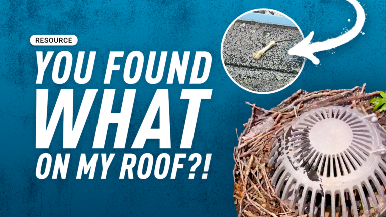 You Found What on my Roof Blog Hero